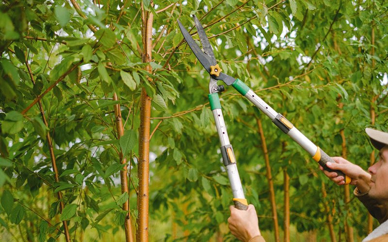Tree trimming in Indiantown, FL
